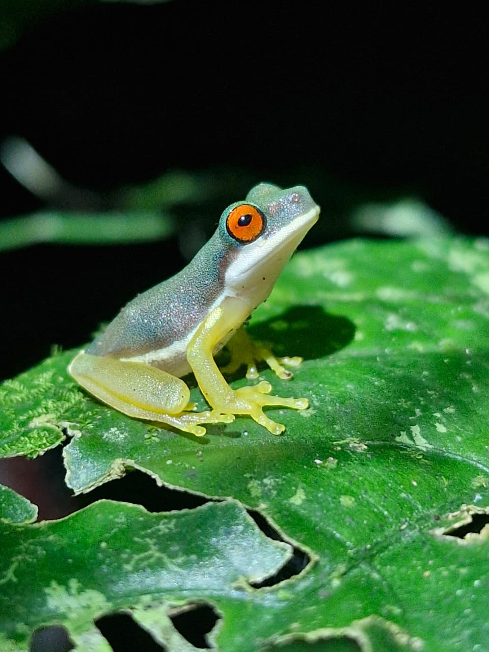 Green frog at night